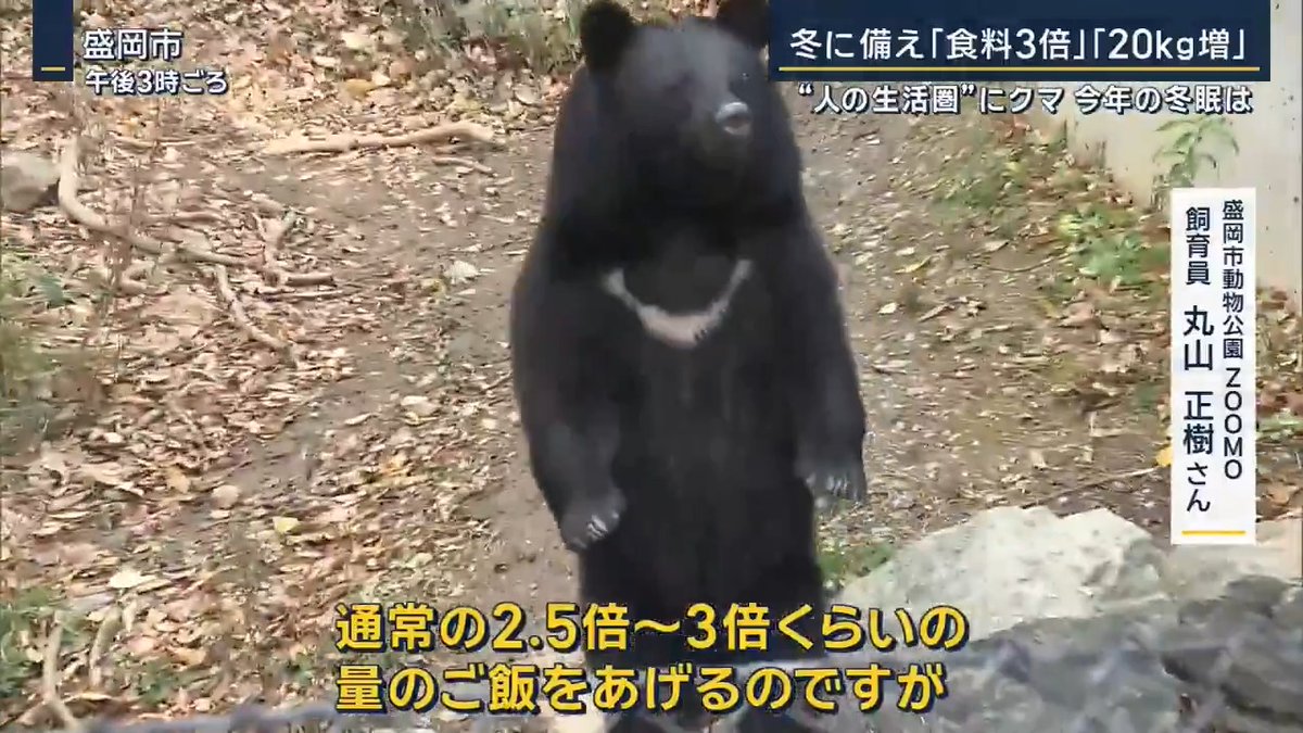 【“食料3倍”“体重20kg増”クマの冬眠準備とは】 | 盛岡市動物公園ZOOMO 飼育員 丸山正樹さん 「夏場は痩せるものなので、野生のクマもそうですが、(夏場は)60kg前後の体重でした」 「先週は80kg前後になっていたので、20kg前後くらい増量している状態」 ▼冬眠の時期は12月〜3月…秋の間に脂肪を蓄える 盛岡市動物公園ZOOMO 飼育員 丸山正樹さん 「(冬眠は)人間が深く眠っているようなイメージ」 「うちのクマたちもこの時期はソワソワし始めて、通常の2.5倍〜3倍くらいの量のご飯をあげるのですが、いまもウロウロして食べたがって、動きがちょっと活発になっている」 ▼冬眠が遅れ、この先もクマ出没が続く可能性も… 岩手大学 山内貴義准教授 「2年前も非常に多くの個体が街中に出たが、今年はその数を超しそう」 「11月になってもまったく減る傾向がないので、おそらくこうした状況が長く続き、なかなか冬眠しない個体も2年前よりはるかに多くなる可能性が非常に高い」 「“人の近くに行けば美味しいものがある”と学習している個体が今とても増えていて、だんだんと行動も大胆になってきているのが現状」 「今年のクマは読めないところがある。もしかしたら本当に遅くまで出てくる可能性も」 「(冬眠時期の)12月になっても最大限の警戒をしてもらいたい」