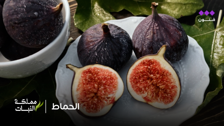 مملكة النبات | الحماط من بطون الأودية تنبت شجرة التين البري بأوراقها الخشنة وأزهارها الصغيرة، تنفرد ثمارها بحلاوة مذاقها ويستفاد من سائلها في علاج الأمراض الجلدية
