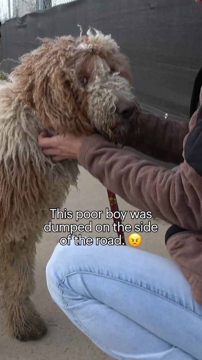 It's just terrible when people somehow think it's OK to just drop off dogs on the streets and drive away. Luckily for Murphy, people knew to call Hope For Paws and his life turned around for the best! Thank you very much for your support of our efforts. 💞