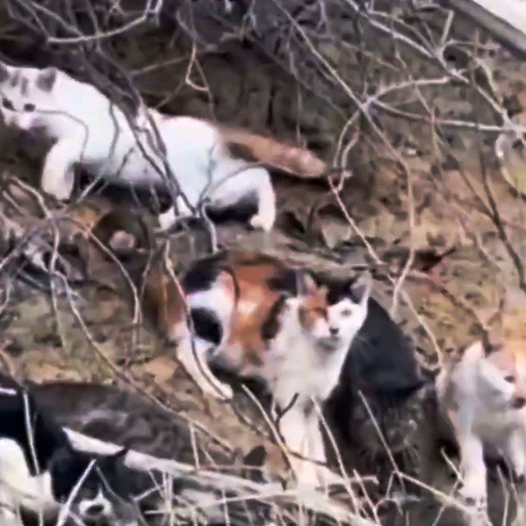 Liberan 1.000 gatos durante un ritual budista en China y muchos mueren Durante el ritual, personas enmascaradas liberaron aproximadamente 1.120 gatos. Muchos gatos entraron en pánico, treparon a los árboles y otros saltaron al agua, donde se ahogaron.