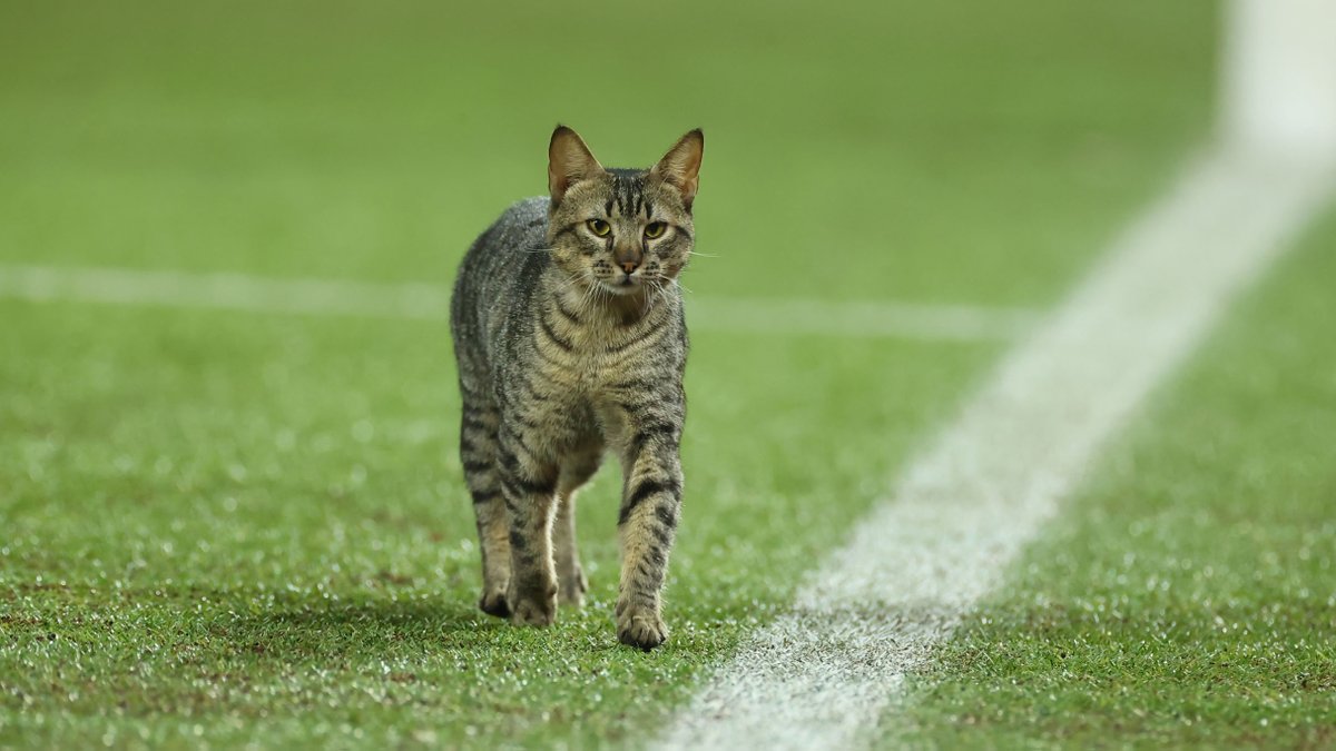 🐈 O gato da Arena da Baixada. O que come? Onde vive? Conheça um pouco mais da vida do "invasor" de sábado e dos outros moradores da Arena da Baixada. 🎥