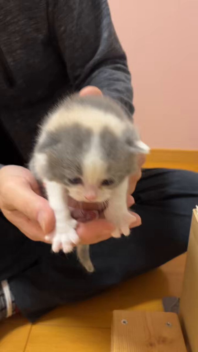 ちいこいガオー 触ったり抱っこすると とりあえず鳴いてみますꉂ(´꒳`♡)ｸｽｸｽ この子が1番騒がしいです笑 でもそれが愛おしいです♡♡ #ブリティッシュショートヘア子猫 #ガオー曜日