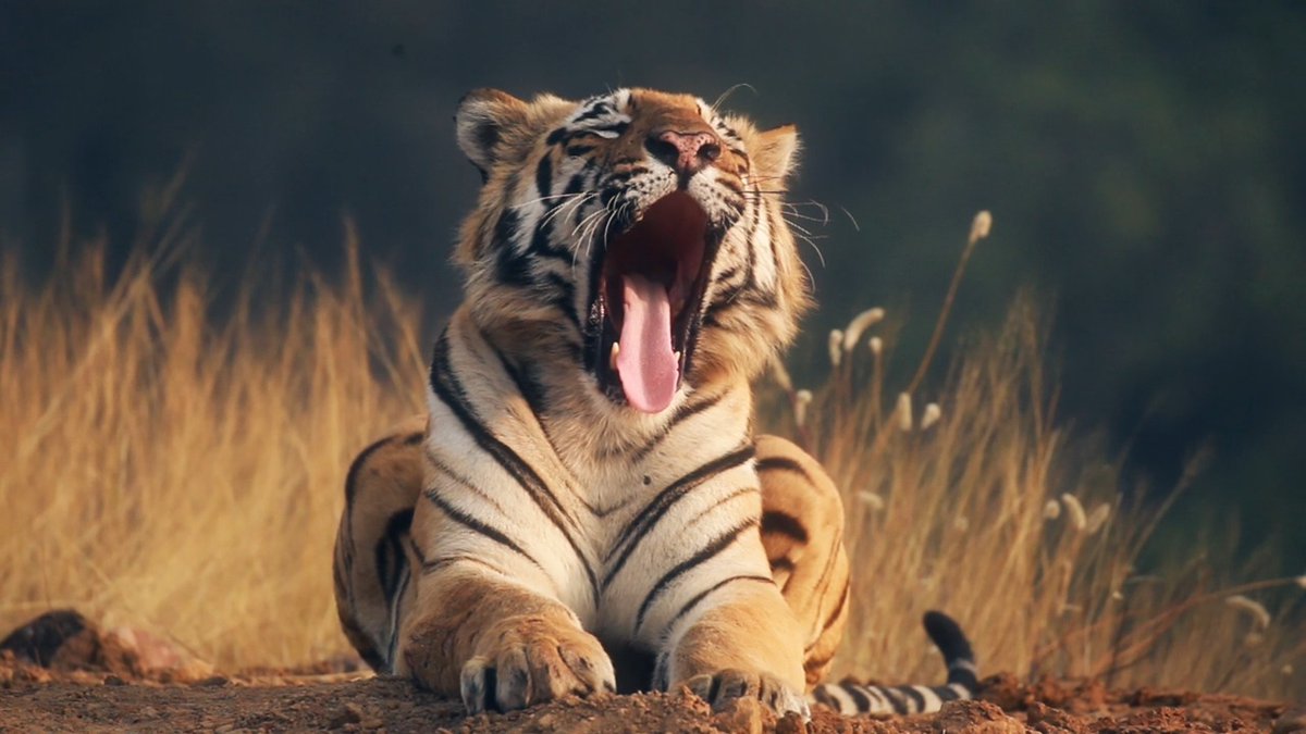 🥱💤 #DidYouKnow Royal Bengal tigers have the longest canine teeth of any cat species. They usually hunt deer and wild pigs, but sometimes take livestock, other predators, and even venomous snakes! 📸: C.G. #TigerTuesday #yawn #wildlife #bengaltiger