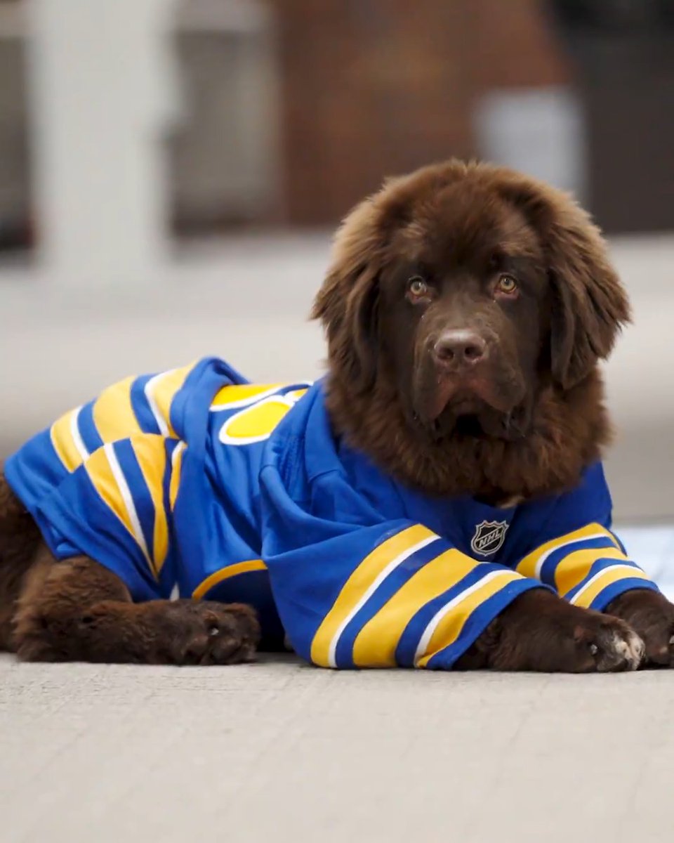 MEET MAC 🐾 Introducing our new team pup, Mac! He will be working with WNYHeroes this season in the Pawsitive For Heroes program to become a service dog for a veteran in need. Catch Mac at an upcoming Sabres game! Watch out, he’s a drooler 😂 →