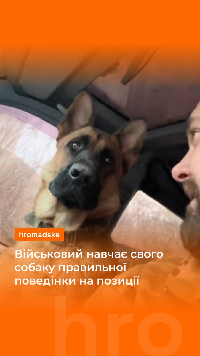 «Тихо, не можна. Не показуй, де ми. Ніхто не повинен знати, де ми», — говорить український війковий своєму чотирилапому помічнику. Як військовий навчає тварину правильної поведінки на позиції — у відео Відео: TikTok / soldatkatiaua