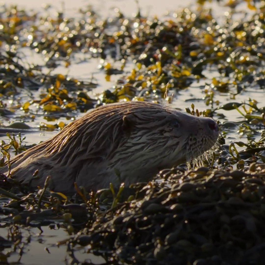Billy’s fishing school is officially in session. 🦦 #BillyAndMolly: An Otter Love Story is now streaming on Disney+ and Hulu.