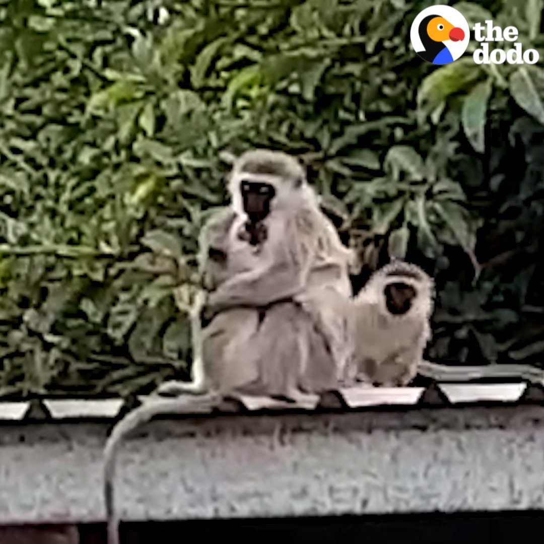 The reaction of a monkey who was away from his family for weeks recovering from an injury. [📹 Nigel Wright]