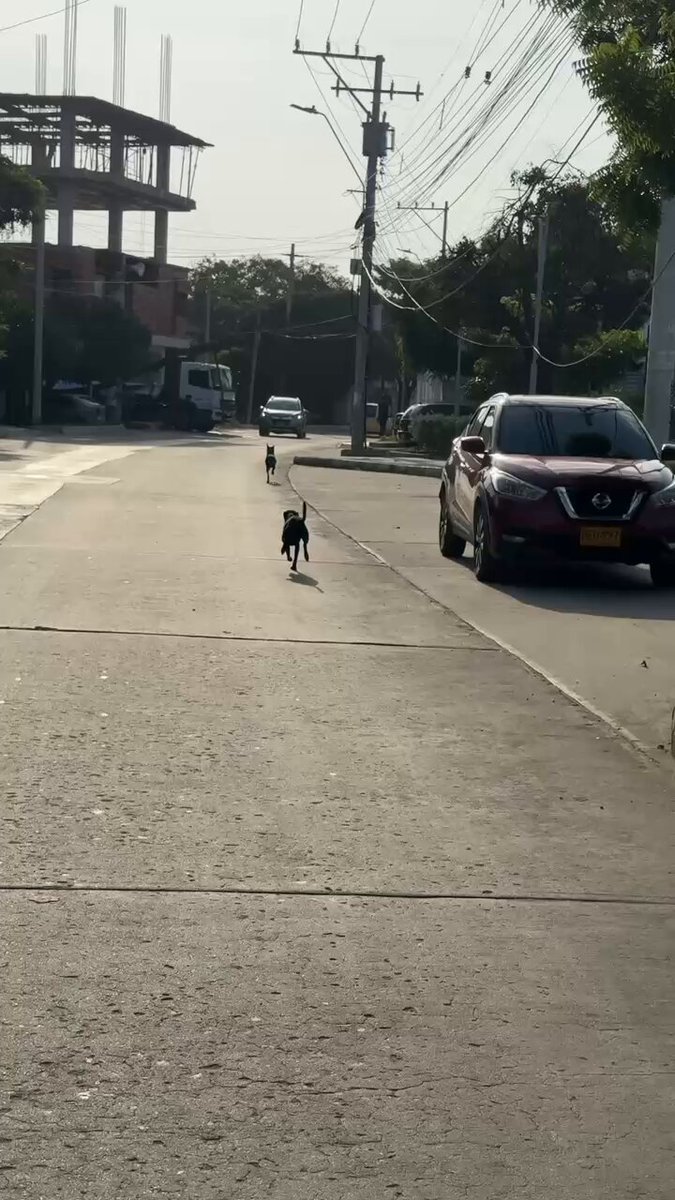 — No hay video más triste que el de un perrito corriendo por quien jamás volverá por él… 💔 — Por favor no los abandones! 😔