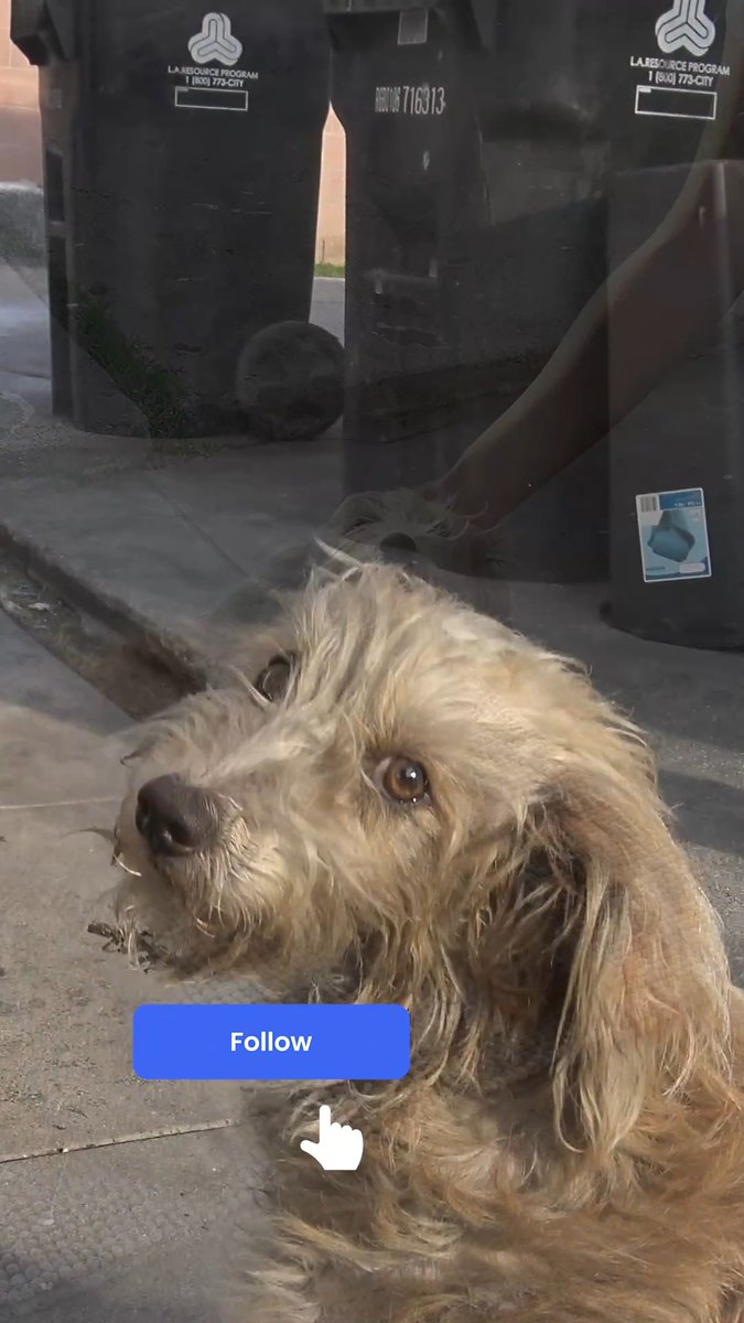 When you support Hope For Paws you're preventing so much pain and suffering! Milo needed someone to call us so we can get him the medical care that he needed. Loreta Frankonyte joined me on this mission, and the ending of the recovery process is beautiful to watch: 💓