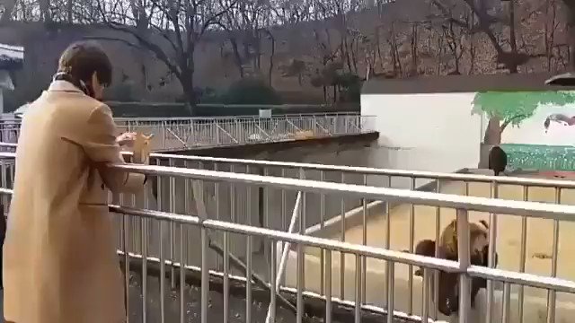 Just Taehyung feeding a bear