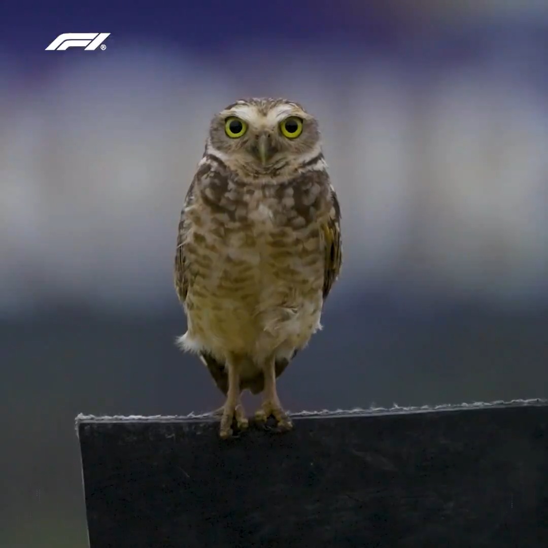 Shortcuts and socials... 👀 There were plenty of moments you may have missed from Sao Owl-o 😅🦉 #F1 #BrazilGP