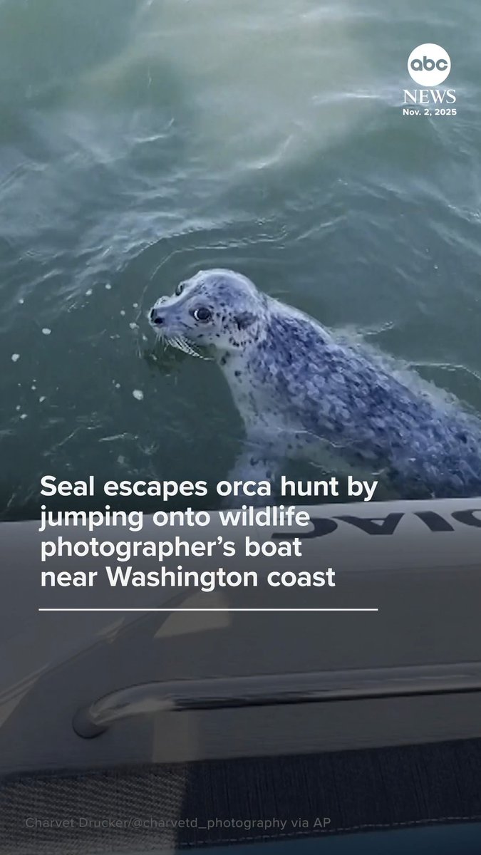 "He's back on, he's back on!" A wildlife photographer on a whale watching expedition near Seattle captured dramatic footage of a pod of orcas hunting a seal that managed to survive by climbing onto the stern of her boat.