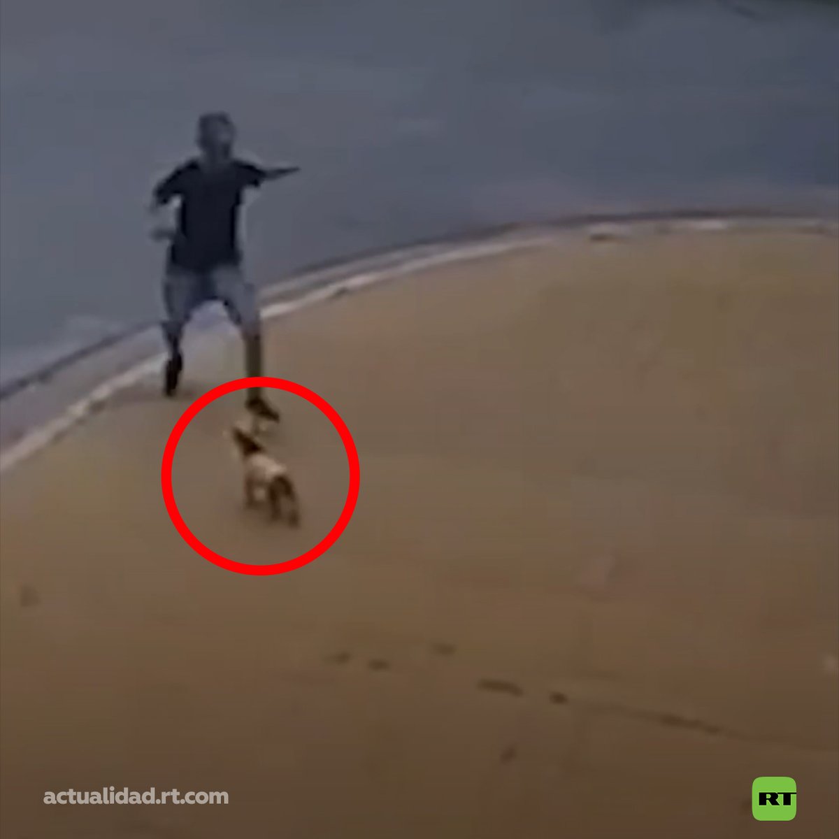 🇦🇷 | Un hombre fue detenido en Buenos Aires tras ser grabado pateando a un perro en la calle. La Fiscalía lo imputó por un delito de maltrato animal. El perro evoluciona favorablemente.