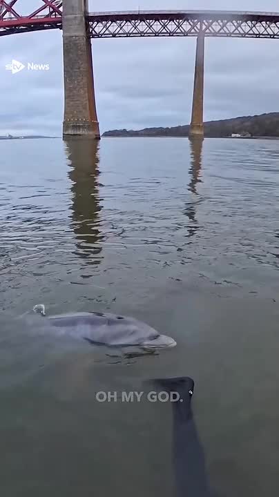 Dolphins swim alongside surfers under Forth Bridge