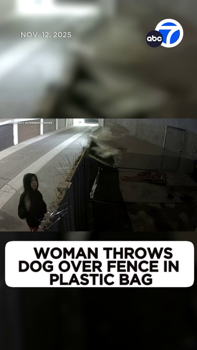 HEARTBREAKING: An investigation is underway in Anaheim after a woman was caught on video throwing a small dog over a fence. 💔 Surveillance video shows the dog inside a plastic bag being tossed over a fence, landing into the backyard area of the clinic. While he's expected to fully recover, the dog remains in critical condition.