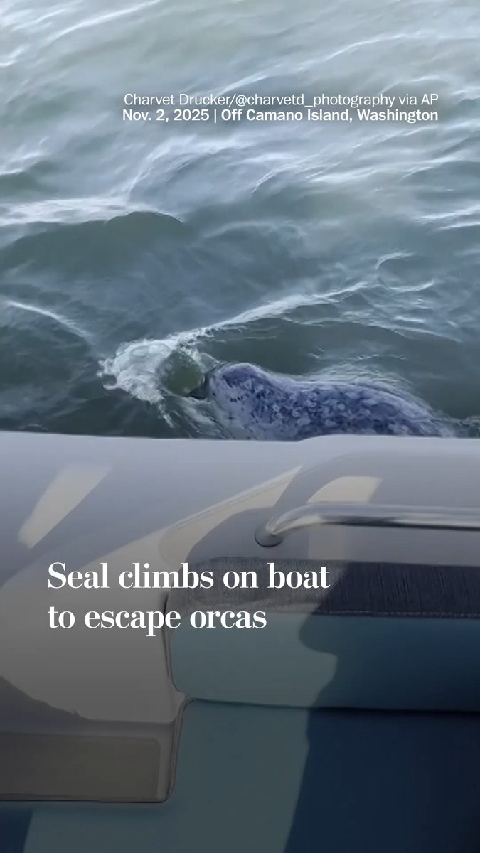 A harbor seal narrowly escaped a group of orcas by climbing aboard a boat rented by amateur wildlife photographer Charvet Drucker off Camano Island in Washington.
