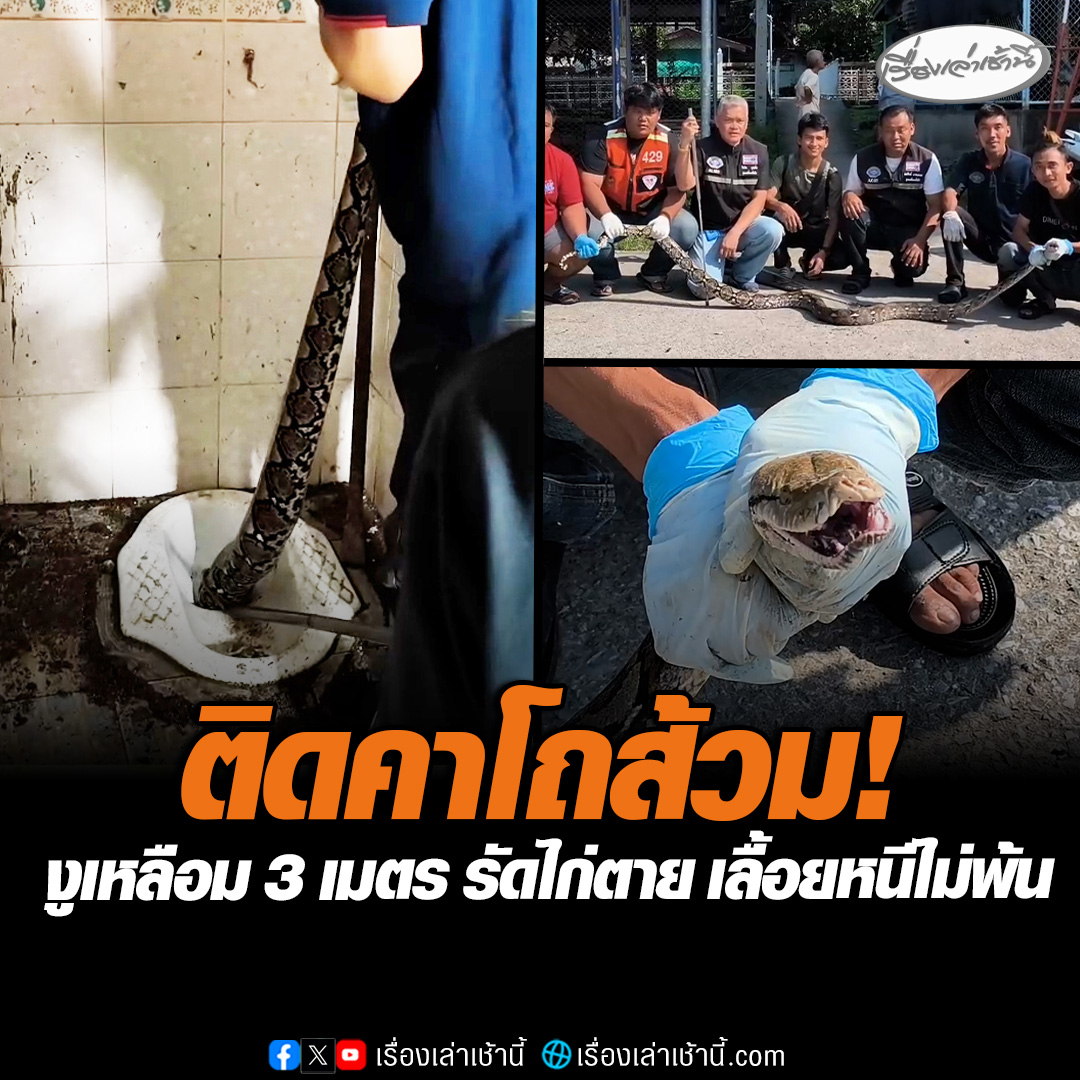 ผงะ! งูเหลือม 3 เมตร บุกบ้านรัดไก่ตาย 1 ตัว เลื้อยหนีไม่พ้น พบติดคาโถส้วม เจ้าหน้าที่ต้องนำอุปกรณ์จับสัตว์เลื้อยคลานเข้าจับตัวอย่างยากลำบาก กว่า 1 ชั่วโมงจึงนำออกมาสำเร็จ ก่อนปล่อยคืนสู่ธรรมชาติ #เรื่องเล่าเช้านี้ #ข่าวช่อง3 #ข่าวภูมิภาค #นนทบุรี