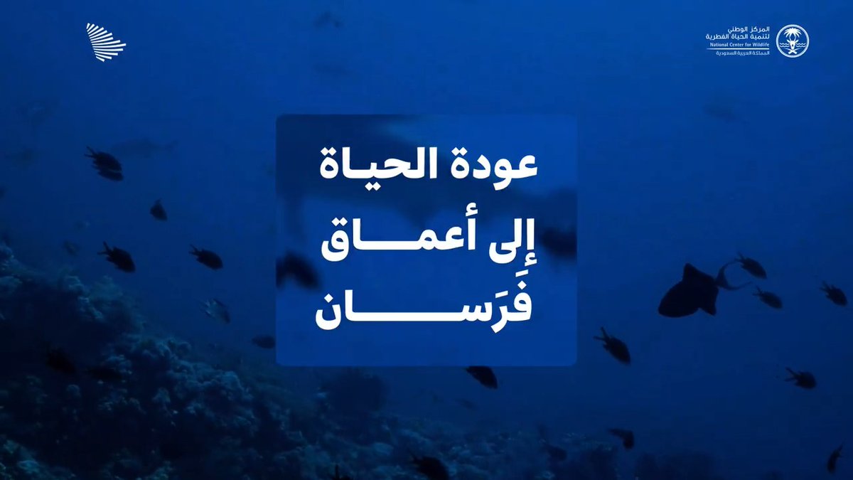 توثيق نادر لحوت بريدي في مياه جزر فرسان، يجسد تعافي النظم البيئية، وازدهار التنوع الأحيائي في أعماق البحر الأحمر. المركز الوطني لتنمية الحياة الفطرية