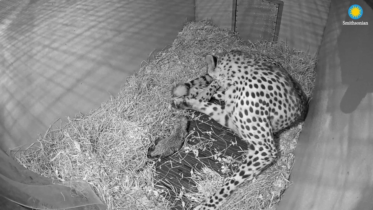 We have some positively purr-fect news—the National Zoo's conservation facility in Front Royal, Virginia, welcomed four cheetah cubs in mid-Oct. Get to know them by tuning in to the Cheetah Cub Cam! 🐆 Keepers say the litter is doing well and first-time mom Amabala is doing a great job caring for her babies. The births mark the 20th litter of cheetahs born at the conservation facility since 2010, a huge milestone for this vulnerable species. And to make it even more special, Amabala herself was one of the first cubs to be shown on the Cheetah Cub Cam in 2020! Watch Amabala and her four cubs as they spend their days growing, playing and, of course, cuddling: