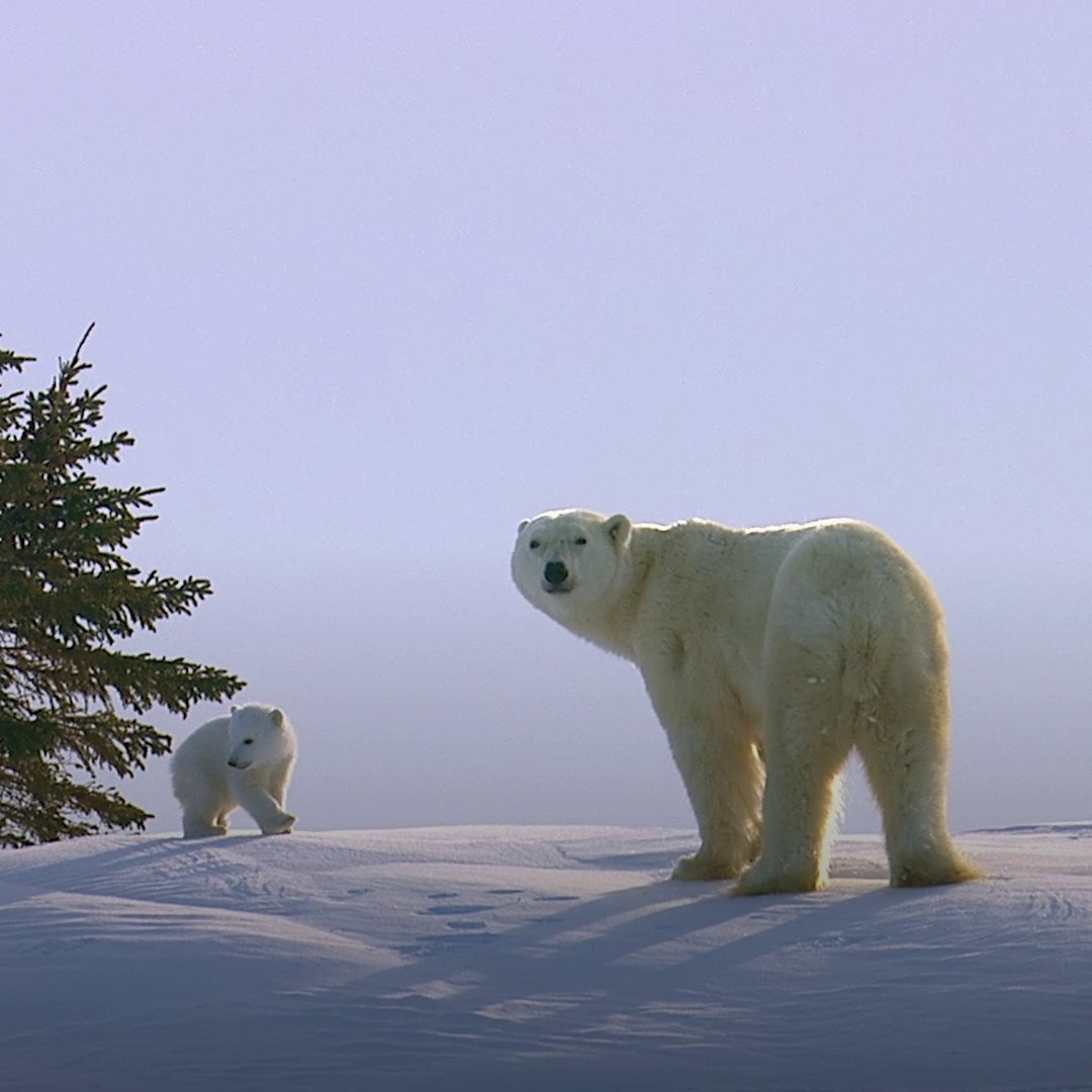 Wolves hunt in packs to coordinate their attacks—but this polar bear mother was wise to their ways. 🐻❄️ #KingdomOfThePolarBears is streaming on Disney+ and Hulu.