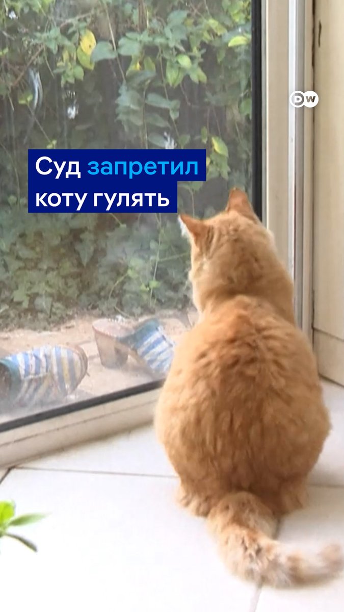 Этот рыжий кот оказался под "домашним арестом" - потому что соседи подали на хозяйку в суд. Реми часто залезал к ним на участок, где справлял нужду и оставлял отпечатки лап. За кота заступились зоозащитники и другие соседи