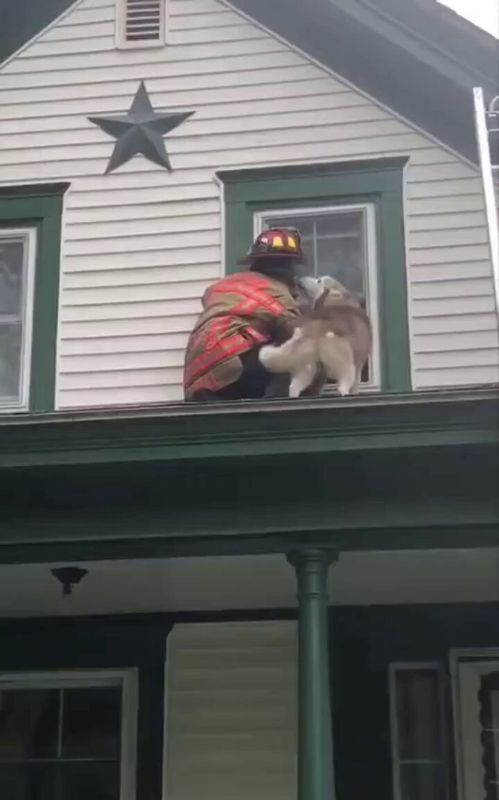 Dog gives thank you kisses to the firefighter who rescued him from the roof..🐕🐾😘❤️