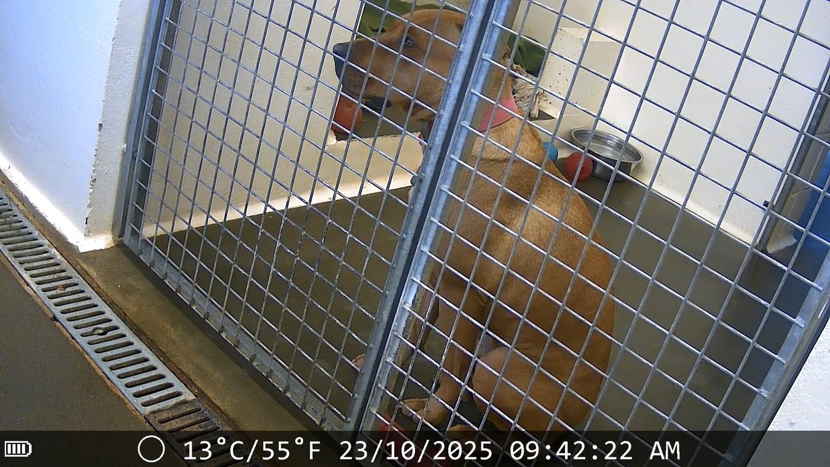 The sad reality of a dog waiting in rescue 💔 18-month-old Lab X, Simba, spends his days sitting, waiting and wishing for someone to walk through that door and sweep him off his paws. Could you end his year-long wait for a forever home? Apply today: