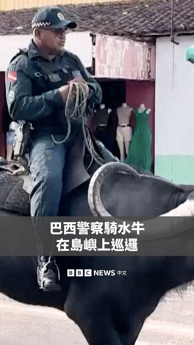在巴西马拉若岛,居民们使用水牛作为一种独特而可持续的交通工具。与此同时,官员和活动人士正聚集在海湾对岸的贝伦,参加COP30气候大会。 水牛在当地居民的日常生活中扮演着重要角色,不仅用于农业生产,还作为当地警察的巡逻坐骑。