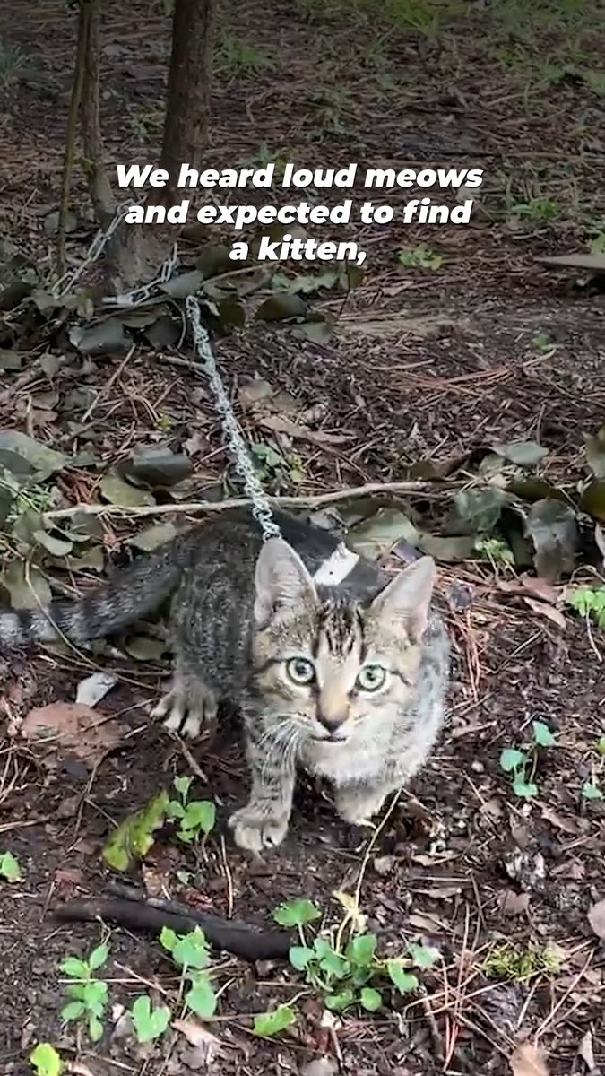 We’ve seen a lot of neglected animals, but even we were shocked – a tiny, trembling kitten chained to a tree?! 😧 Here’s how we gave Cory the life he always deserved ⛓️💥🐱