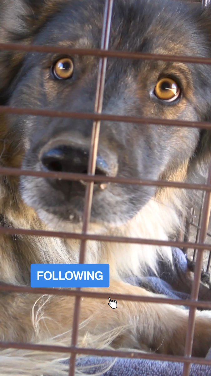 Andrew lived in a landfill with two other dogs. Someone managed to get the other two dogs, but they couldn't get him. Finally, someone called Hope For Paws for help. When handling a rescue of more than one dog (or cat), it's critical to secure the most difficult one FIRST. Many times, people just grab whoever they can first, and it scares the most challenging one, which may cost them their lives. What a nightmare to be a homeless dog. 😓