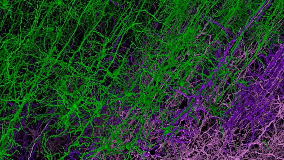What happens when you combine 10 years of brain data with one of the world’s fastest supercomputers? A virtual mouse cortex simulation, thanks to a global collaboration. Discover how it was made and how it could help researchers study brain diseases: