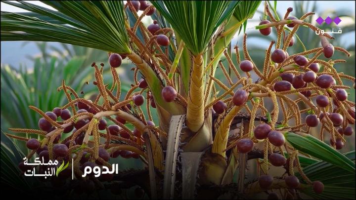 مملكة النبات | الدوم شجرةٌ من الفصيلة النخيلية، فارعة النمو في البيئات الساحلية والوديان الرطبة، تُزهِر بأزهار صفراء نجمية، ويُنتفع بخشبها وثمرها في الغذاء والبناء منذ القدم 🌴