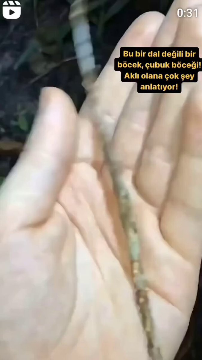 Bu böcek kendi iradesiyle bir dala benzeyebilir mi? Hangimiz kendi irademizle başka bir cisme dönüşebiliriz ki? Sor kendine, sorgula, korkma! Allah hepimize saf bir hidayet nasip etsin!