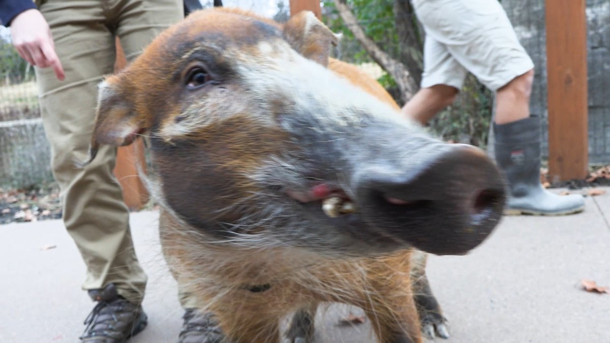 Red river hog Evie took an enriching stroll this morning to visit African Kopje residents like the aardvark, caracal, and foxes! When Evie isn’t out and about with her care team, you can watch her and a rotating lineup of ambassadors in the Animal Adventures LIVE program in the Beastro Lobby Auditorium. This program is performed each day at 11 am and 2:30 pm and is included in your Zoo admission!