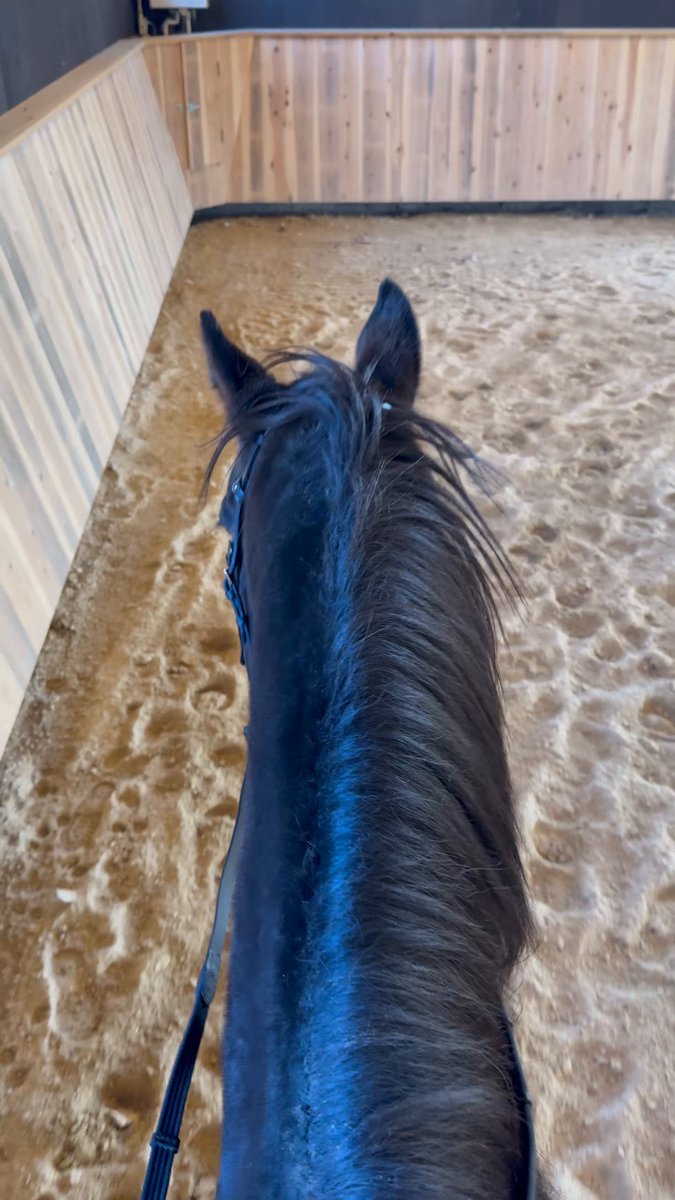 🐴 ワンダーアキュートの近況 手術の影響で少し筋肉が落ちてしまったアキュートですが、 獣医さんから「乗り運動を取り入れていくと良い」とアドバイスをいただき、 今日から少しずつリハビリを兼ねた乗り運動を始めました。 そして—— 来年の 相馬野馬追（予定） に向けて、アキュート自身もゆっくり練習スタート🏇🔥 無理なく、楽しく、アキュートのペースで。 また一歩、次の物語へ進んでいます。 現在、牧場ではクラウドファンディングにも挑戦中です🐴 アキュートをはじめ、馬たちが安心して暮らし、 次のキャリアへ進める環境づくりを進めています。 ご支援・応援、ぜひよろしくお願いいたします。 👉 #ワンダーアキュート #引退馬と呼ばない未来へ #ヴェルサイユリゾートファーム #相馬野馬追 #ウマ娘 #WonderAcute