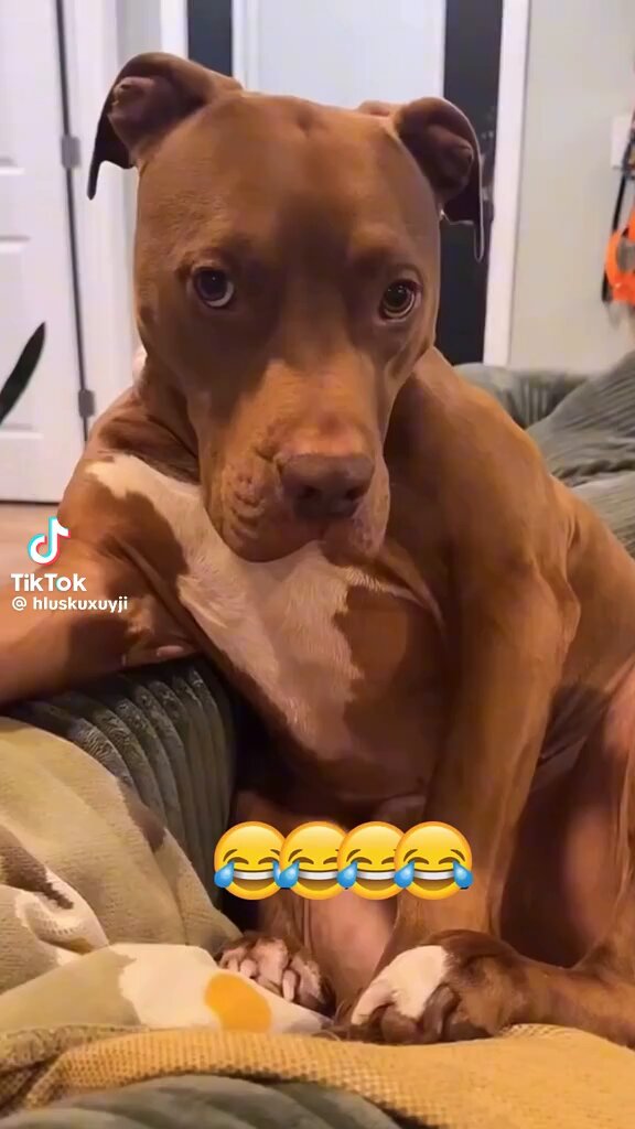 Puppies with attitude 🤣🤣🤣 My dog huffs and sighs at me 😆