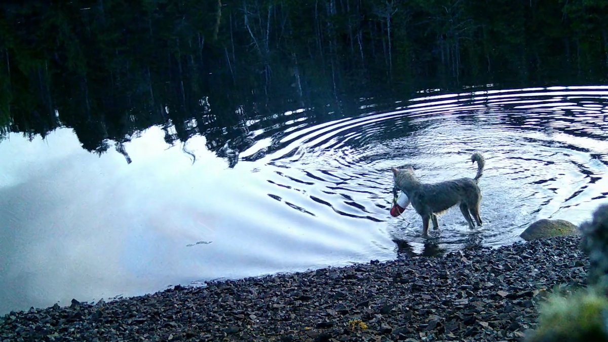 A new study shows a wild wolf appearing to use a tool for the first time The unexpected discovery could potentially represent the first known example of tool use in wild wolves, scientists reported today in Ecology and Evolution.