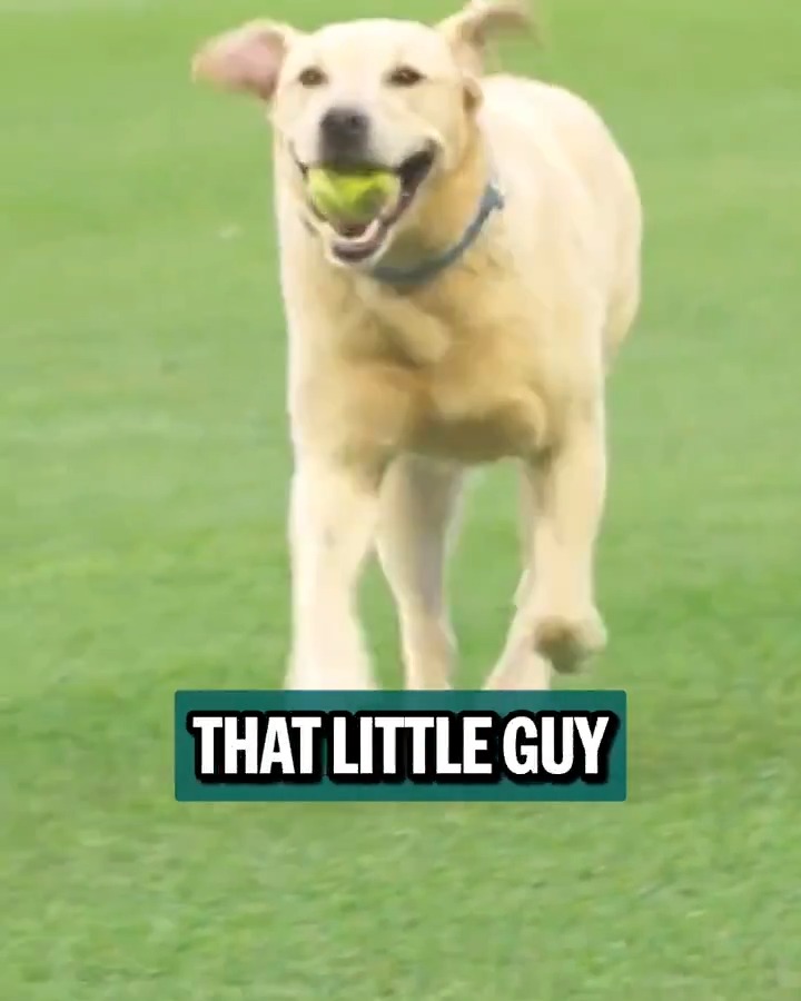 That's a good boy, Tucker! Josh Naylor named Tucker, the Mariners' clubhouse dog, as one of the reasons he re-signed with Seattle 🐶 📸: Tucker the Mariners Pup