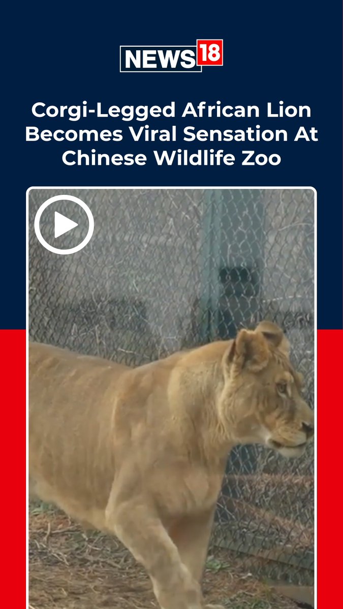 #WATCH | A short-legged African lion nicknamed “Corgi” becomes an online sensation, drawing crowds to Jiudingshan Wildlife Zoo in Xuzhou, China. #AfricanLion #China #Zoo #Corgi #Wildlife