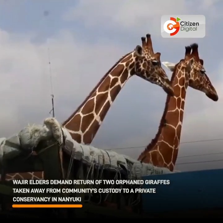 Wajir elders demand return of two orphaned giraffes taken away from the community’s custody to a private conservancy in Nanyuki