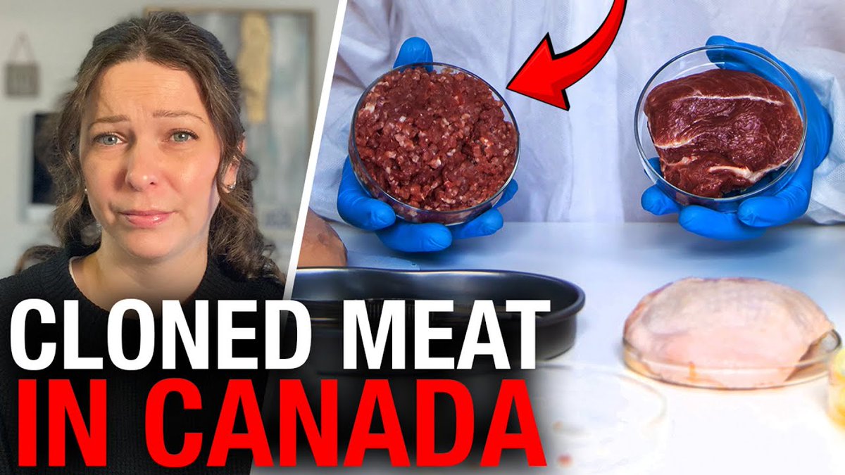 Canadian pork producer pushes back after Health Canada OKs unlabelled lab-grown meat 🥩 One of Canada’s largest organic pork producers says the public deserves clear labelling, and a real choice before cloned meat hits supermarket shelves. Health Canada's new regulatory experiment, cellular agriculture, will soon appear in supermarkets. What does this seemingly harmless term actually mean? Health Canada defines this as cultivated food—including meat, seafood, eggs, and milk—grown from animal cells in a lab without raising live animals. Scientists isolate cells (e.g., muscle fibers from chicken) and grow them in ‘controlled culture conditions’ until the desired tissue forms. The Department states the grown tissue can be prepared and eaten like any food ingredient (baked, grilled, or fried). Normally, experimental items like this fall under Canada's novel foods category, requiring a thorough pre-market safety assessment. This framework mandates developers provide detailed data on production, contaminants, allergens, toxins, and nutrition. Health Canada reviews typically take about 410 days. However, Health Canada (Health Canada and PHAC) quietly released a statement concluding, based on "all available information" and "scientific opinion," that foods from healthy cattle and swine clones and their offspring are as safe as those from traditionally bred animals. That's a big declaration, prompting questions about how these emerging food technologies are evaluated and how fast they're entering Canada's food system. Sylvain Charlebois, Director of the Agri-Food Analytics Lab at Dalhousie University, joins the The Food Professor Podcast to break down what’s really behind Health Canada’s labelling discrepancy. “Over the years that we've seen benefits given to the industry, but when it comes to the till, when it comes to the consumer paying for that food, there's never any obvious financial benefits for the consumer,” he explains. If you start labelling, you completely change the rules because if clone meat is $10 and regular meat at $10, most people will take the regular meat. But if the cloned meat costs less, $7 or so dollars, my bet is that a lot of people would consider it, but let the people decide; power to the people! The public is disempowered without proper information. Health Canada's refusal to provide transparent labeling contradicts its claimed commitment to openness and accountability. Major producers are now resisting. duBreton, a large Canadian organic pork company, is publicly pressuring Health Canada to permit voluntary labels for cloned meat. “There is nothing wrong with innovation in food production, but never at the expense of an honest food system,” said CEO Vincent Breton. “Consumers should have the right to decide for themselves whether they want to buy genetically modified foods.” Cloned meat raises serious moral, ethical, and religious concerns beyond just cost and convenience, demanding greater respect in safety and consumption discussions. No food shortage justifies replacing real meat with bugs, lab-grown proteins, and synthetic substitutes. This is a coordinated, unnecessary push framed as "climate action" for our own good. Full report by Tamara Ugolini 🇨🇦.