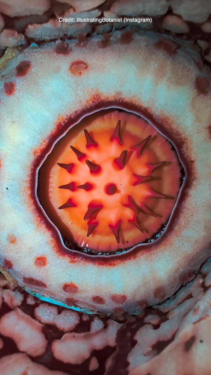 Rafflesia hasseltii: A plant seen more by tigers than people 🇮🇩 Yesterday, Oxford Botanic Garden's Chris Thorogood was part of a team that trekked day and night through tiger-patrolled Sumatran (an island in Indonesia) rainforests to find Rafflesia hasseltii.