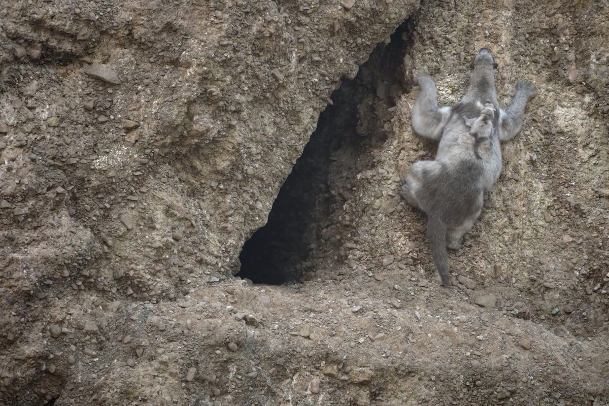 Motherhood's a climb. #PrehistoricPlanetIceAge — Streaming November 26