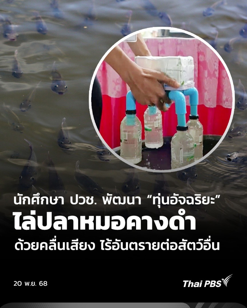 นักศึกษา ปวช. 2 เเผนกคอมพิวเตอร์ วิทยาลัยการอาชีพอัมพวา คิดค้นทุ่นอัจฉริยะไล่ #ปลาหมอคางดำ ด้วยคลื่นเสียงและคลื่นกระทบ โดยจะมีการปล่อยคลื่นลงใต้น้ำ แต่ไม่ส่งผลกระทบต่อสัตว์น้ำที่เลี้ยง 🎬 ชม #วันใหม่ไทยพีบีเอส ที่ #ThaiPBS