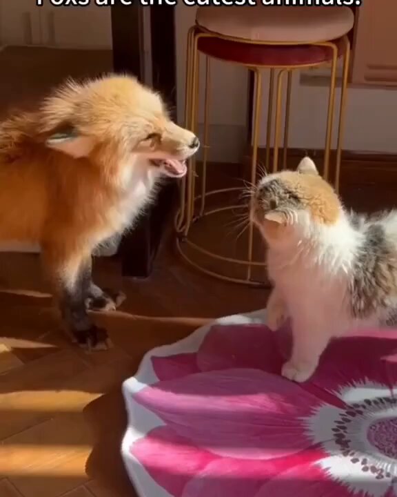 Fox core 🫶
