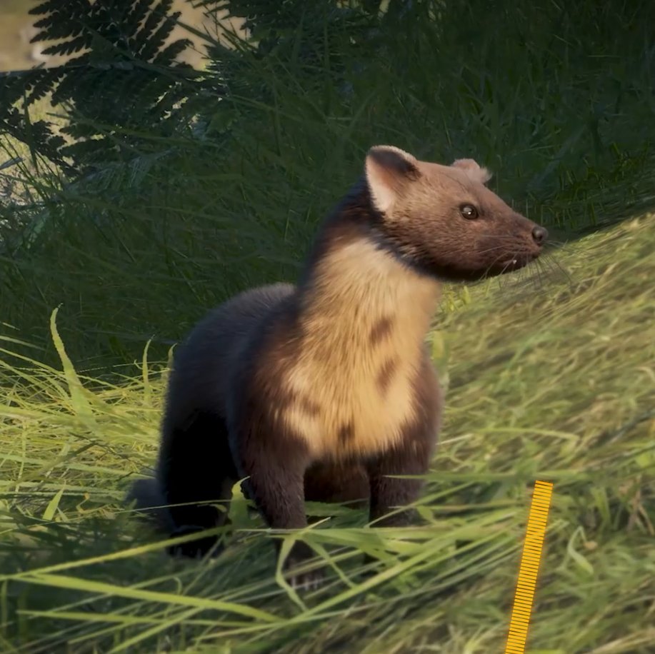 Just a badger by the burrow, a mink by a drink, and a marten in a tartan (jk)