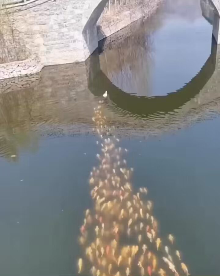 A school of Koi fish following a duck like it's their leader!