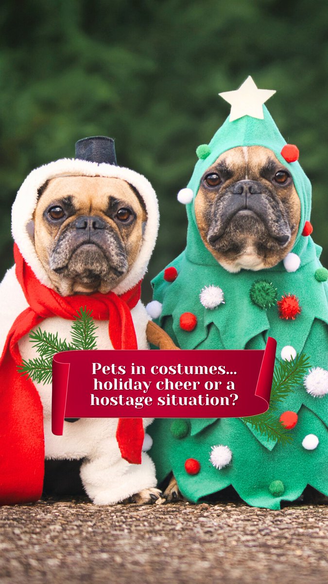 🎅 NAUGHTY OR NICE? 🎄 If your pet’s wearing a Christmas costume… are they spreading holiday cheer or victims of a hostage situation? 😂🐾 Vote below — festive fun or festive felony? 👇️