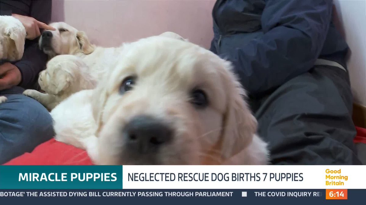 Just a few weeks ago, seven Golden Retriever puppies were given a 50-50 chance of survival after their pregnant mum was admitted to an animal rescue charity in a terribly neglected state. Today, the pups are thriving and their mum Poppy is recovering. Nick Dixon reports.