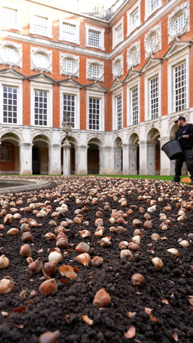 It's tulip planting time 🌷 Every autumn the Gardens Team at Hampton Court Palace plant thousands of tulip bulbs in preparation for spring 🌱 Every single bulb is planted by hand 🤯 🎥 Watch the team as they plant 15,000 bulbs in Fountain Court ⛲